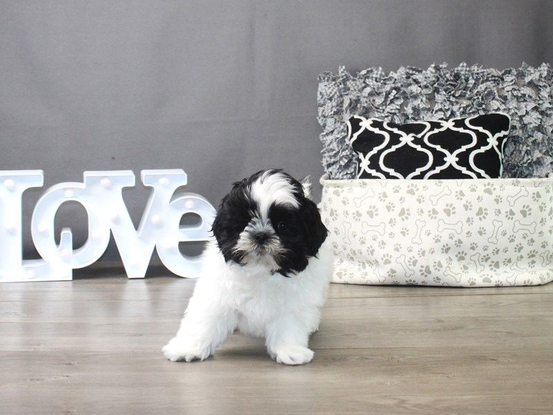 Shih Tzu | Black & White available in Chandigarh