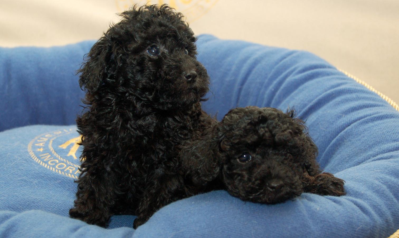 Toy Poodle Puppy | Black Color available in Panchkula