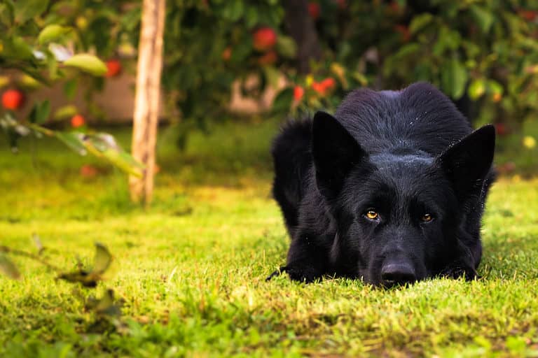 German Shepherd | Pure Black available in Panchkula