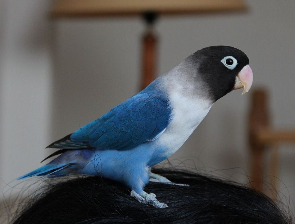 African Love Birds | Violet Mask available in Chandigarh