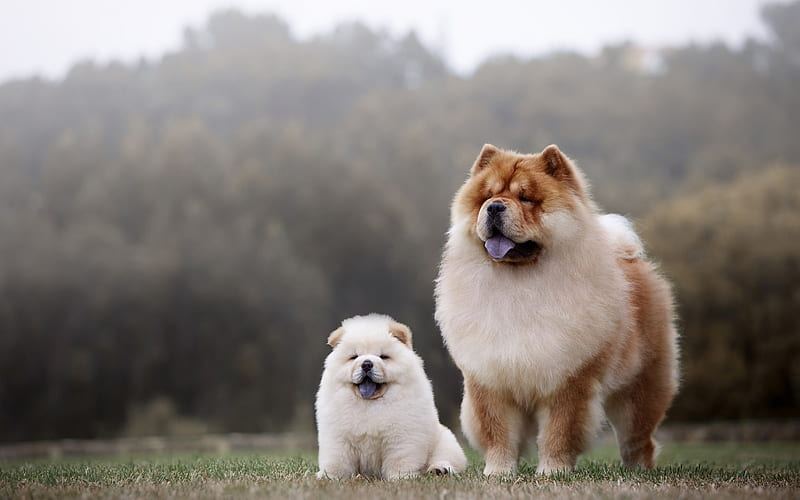 Chow Chow Puppy | White Color