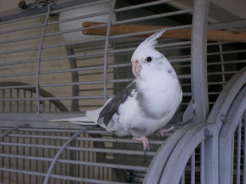 Cockatiel White Face available in Chandigarh