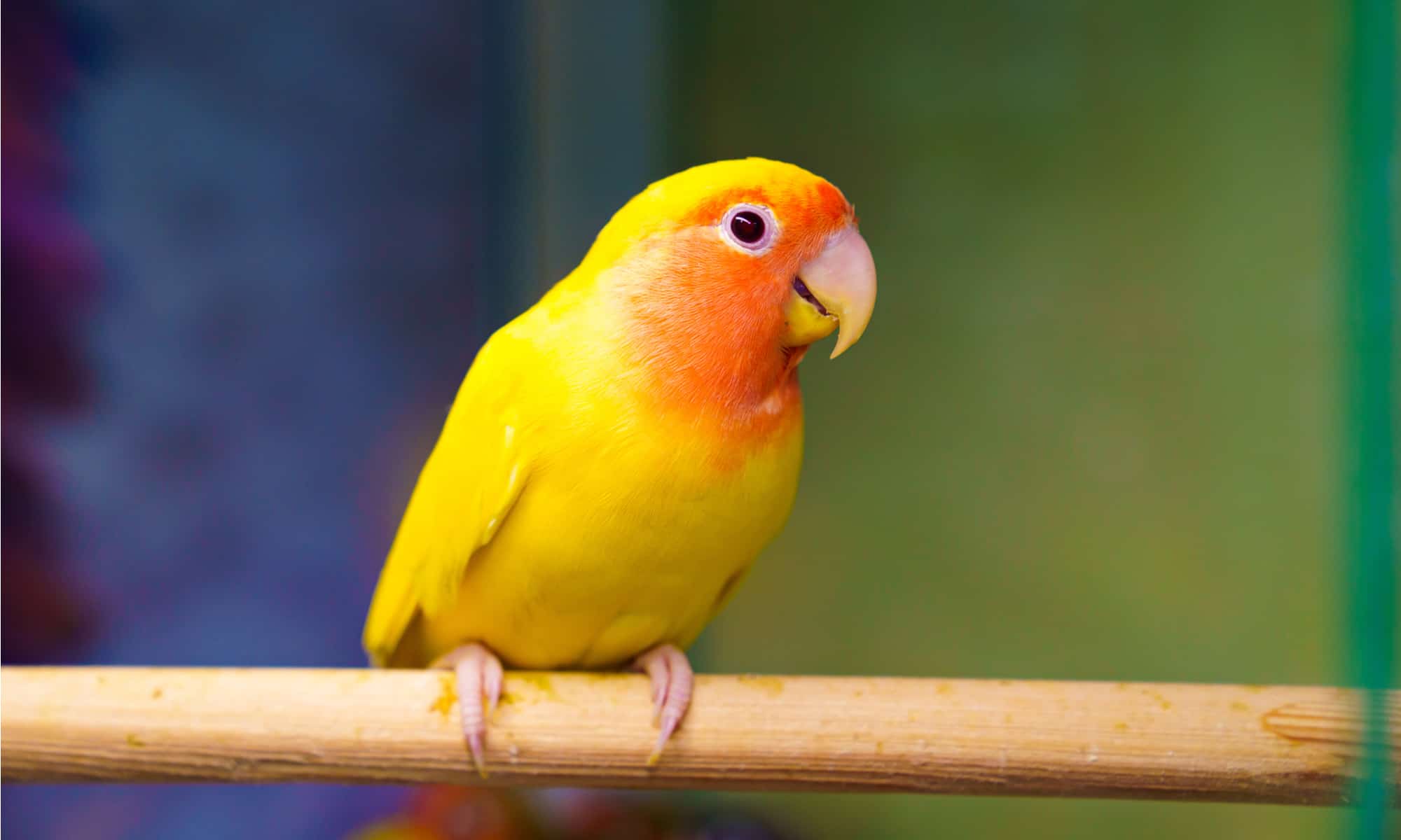 African Love Birds Yellow & Orange available in Chandigarh