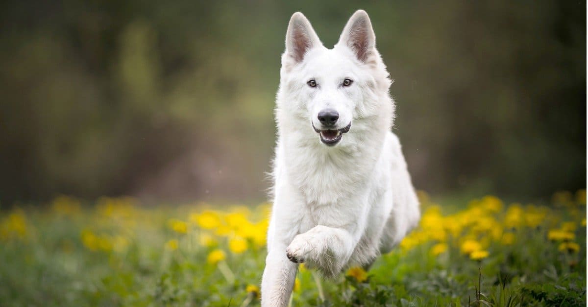German Shepherd | Pure White available in Panchkula