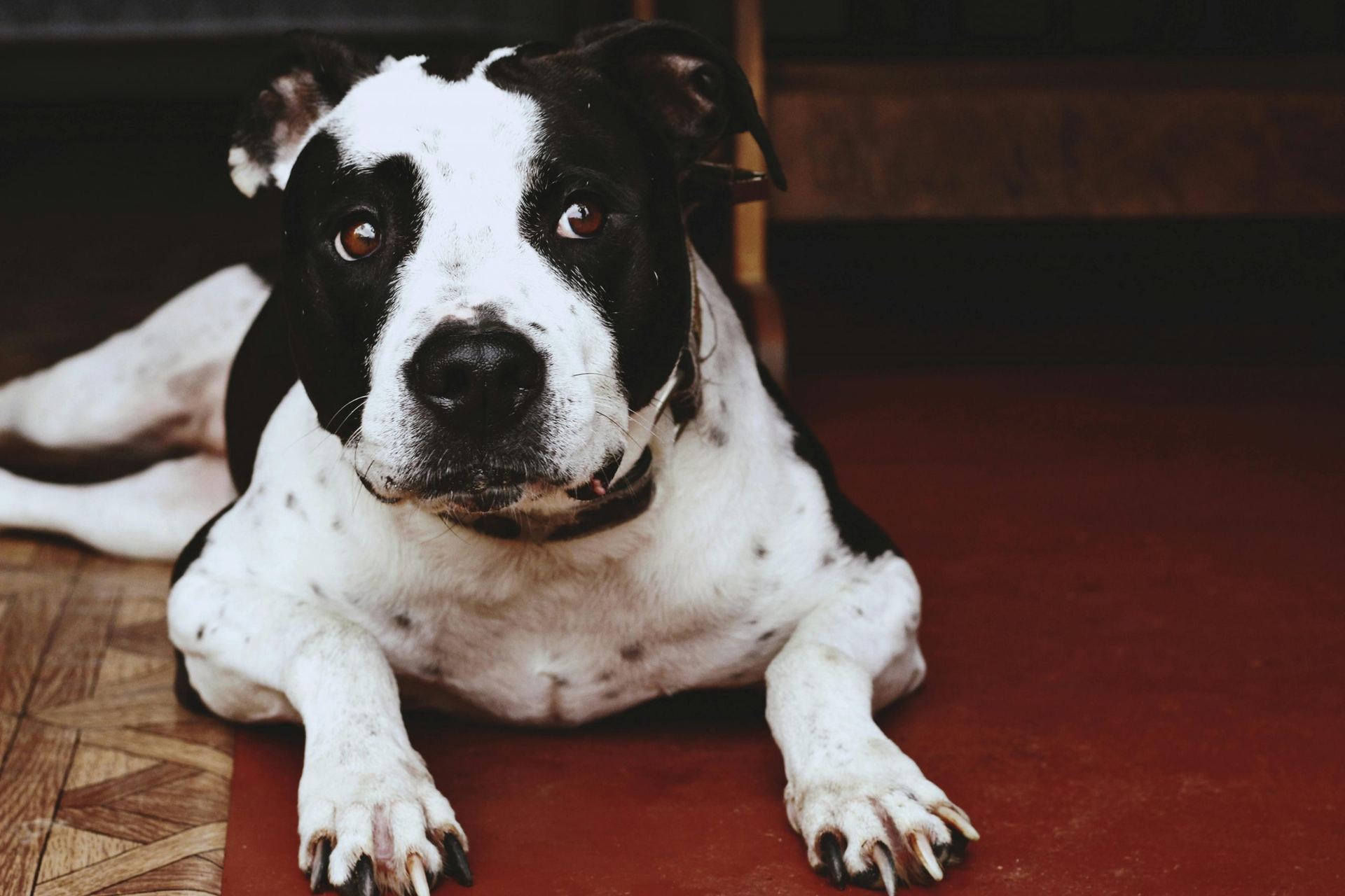 American Bully Standard Size Puppy available in Mohali