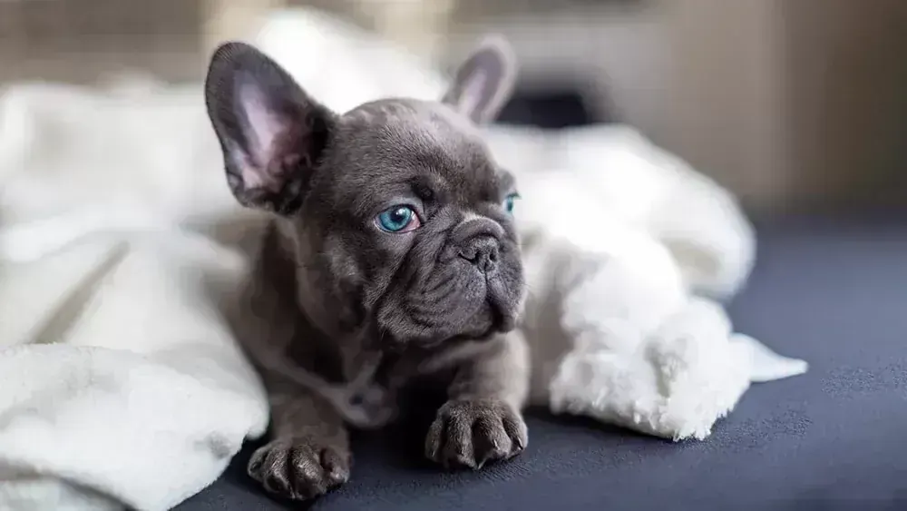 French Bulldog Puppy | Blue available in Panchkula