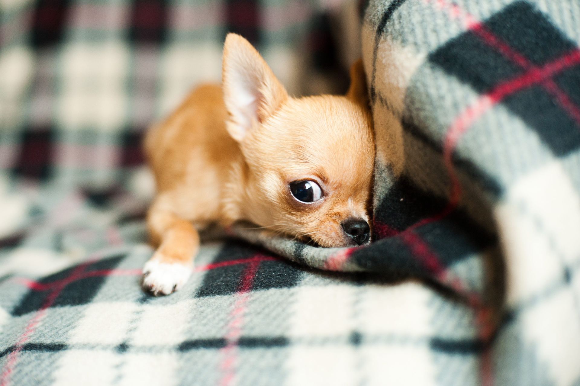 Chihuahua Puppy available in Mohali