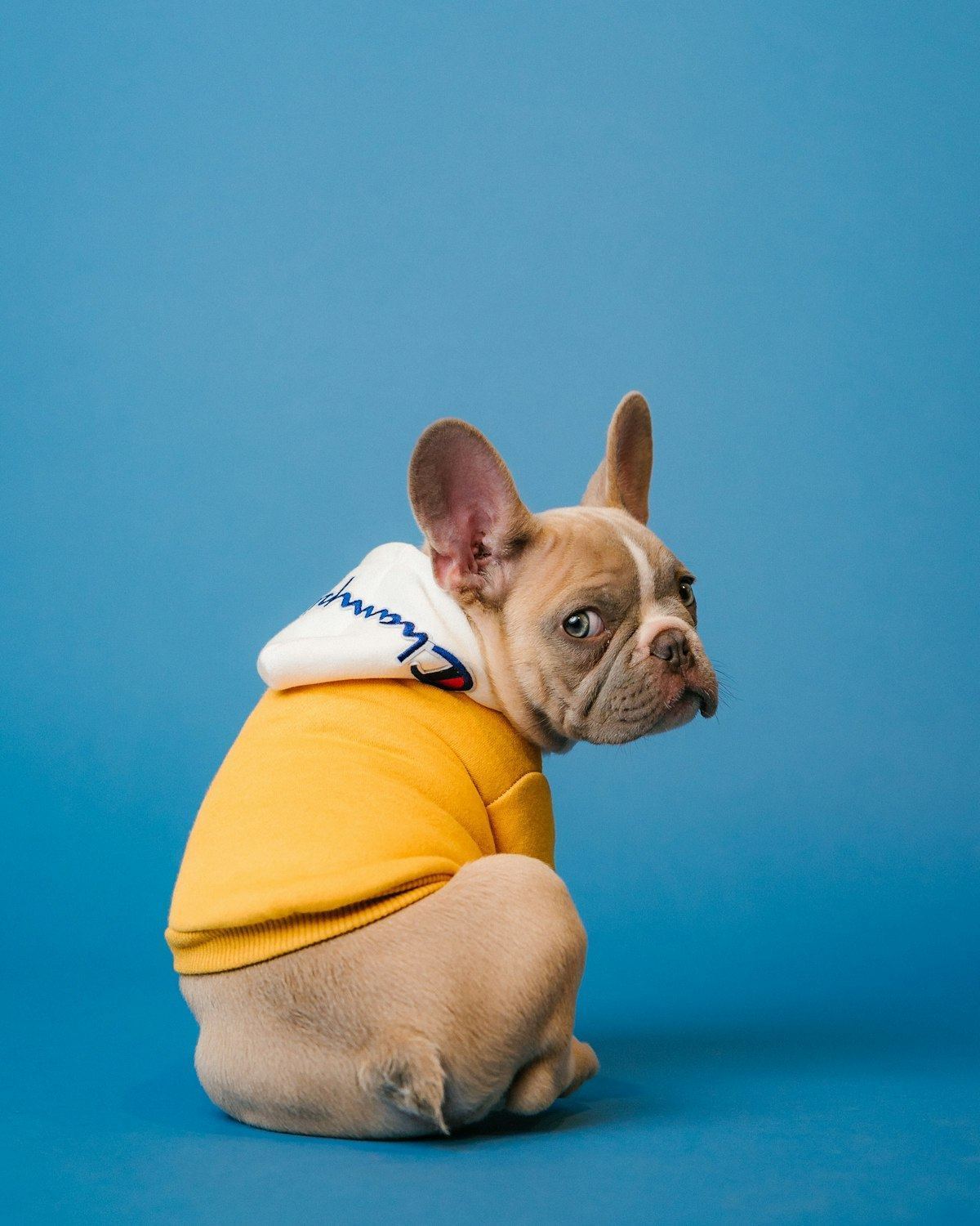 Cocker Spaniel Puppy | Golden Color
