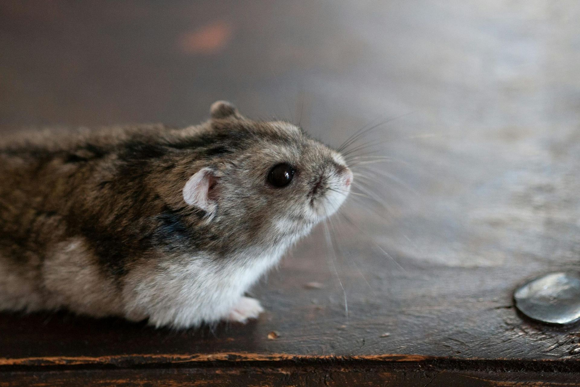 Dwarf Hamster Babies | Adults