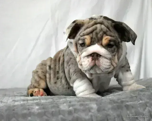 English Bull Dog Puppy available in Mohali
