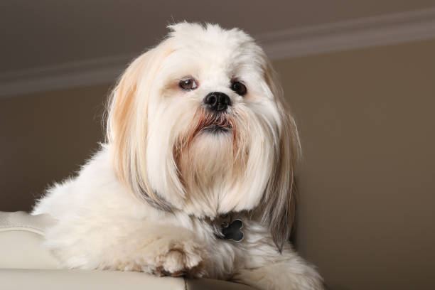 Lhasa Apso Puppies available in Mohali