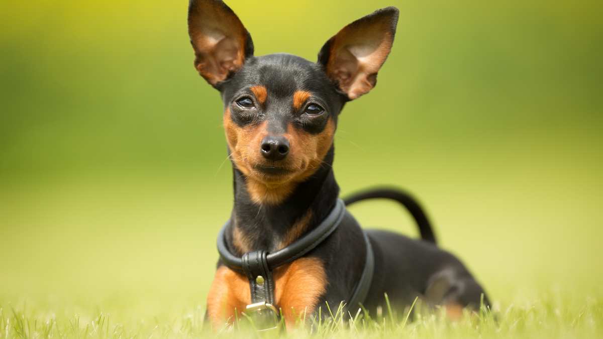 Miniature Pinscher Puppy available in Mohali