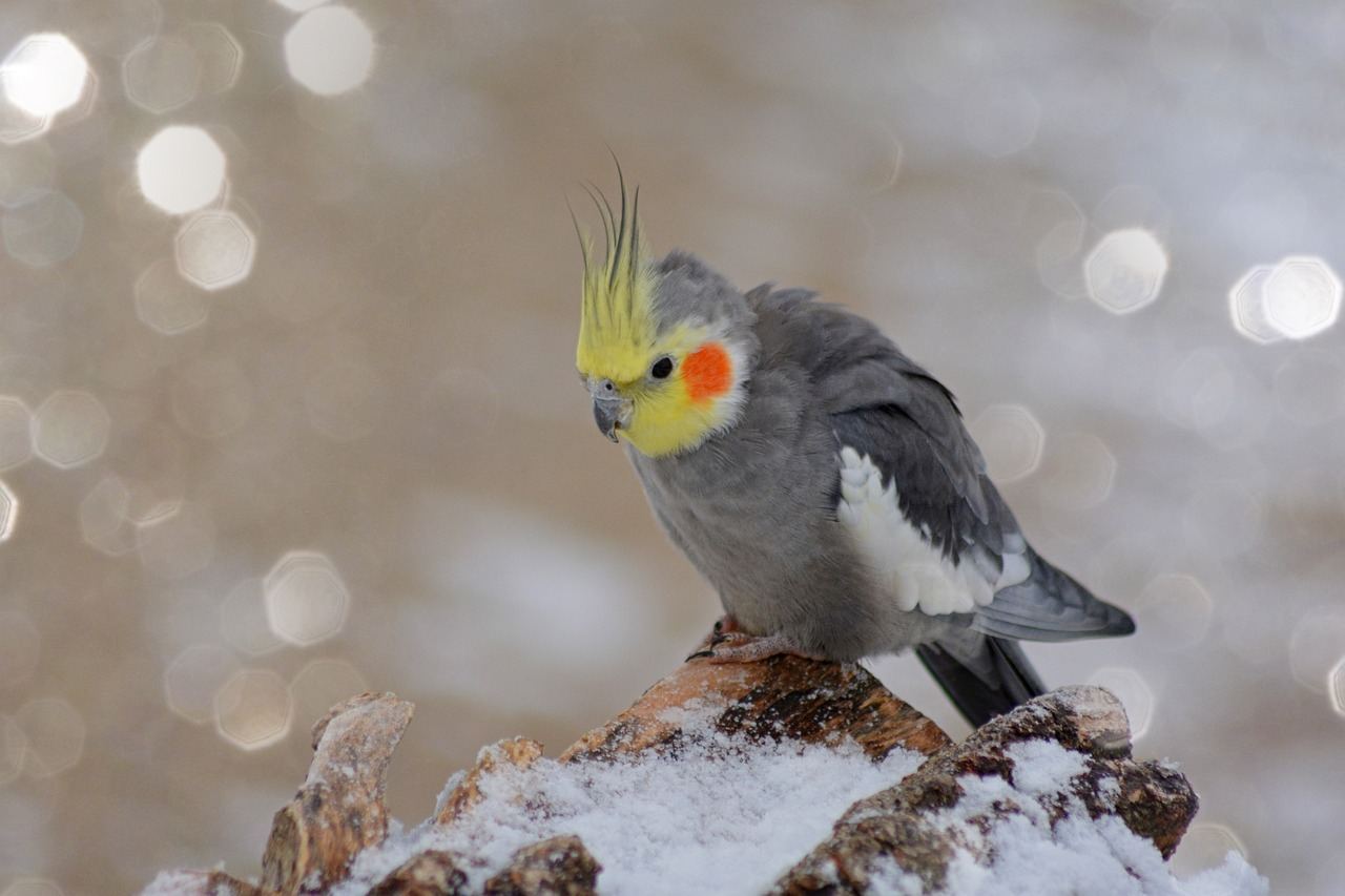 Grey Cockatiel available in Chandigarh
