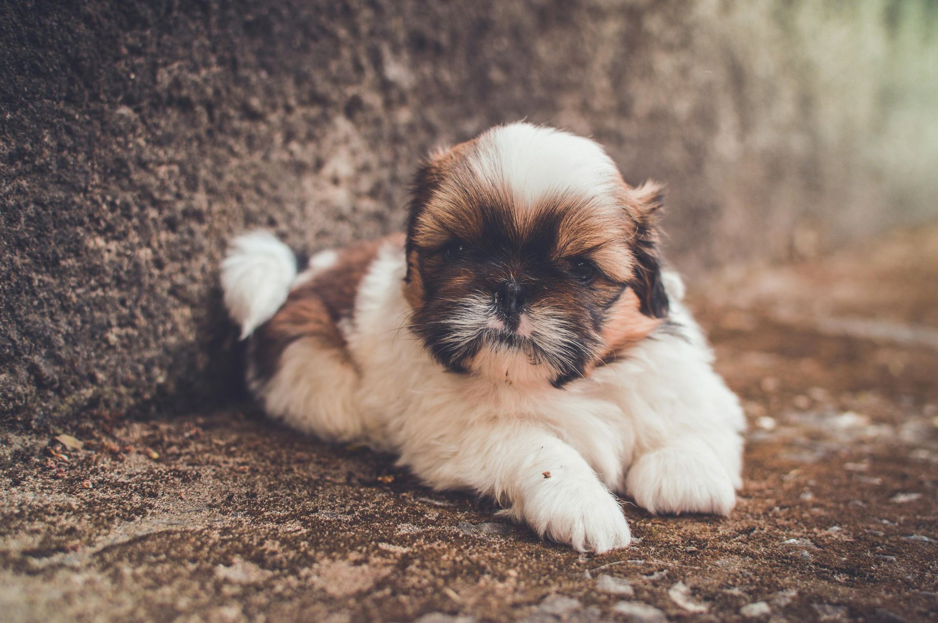 Shih Tzu | Tricolor available in Chandigarh