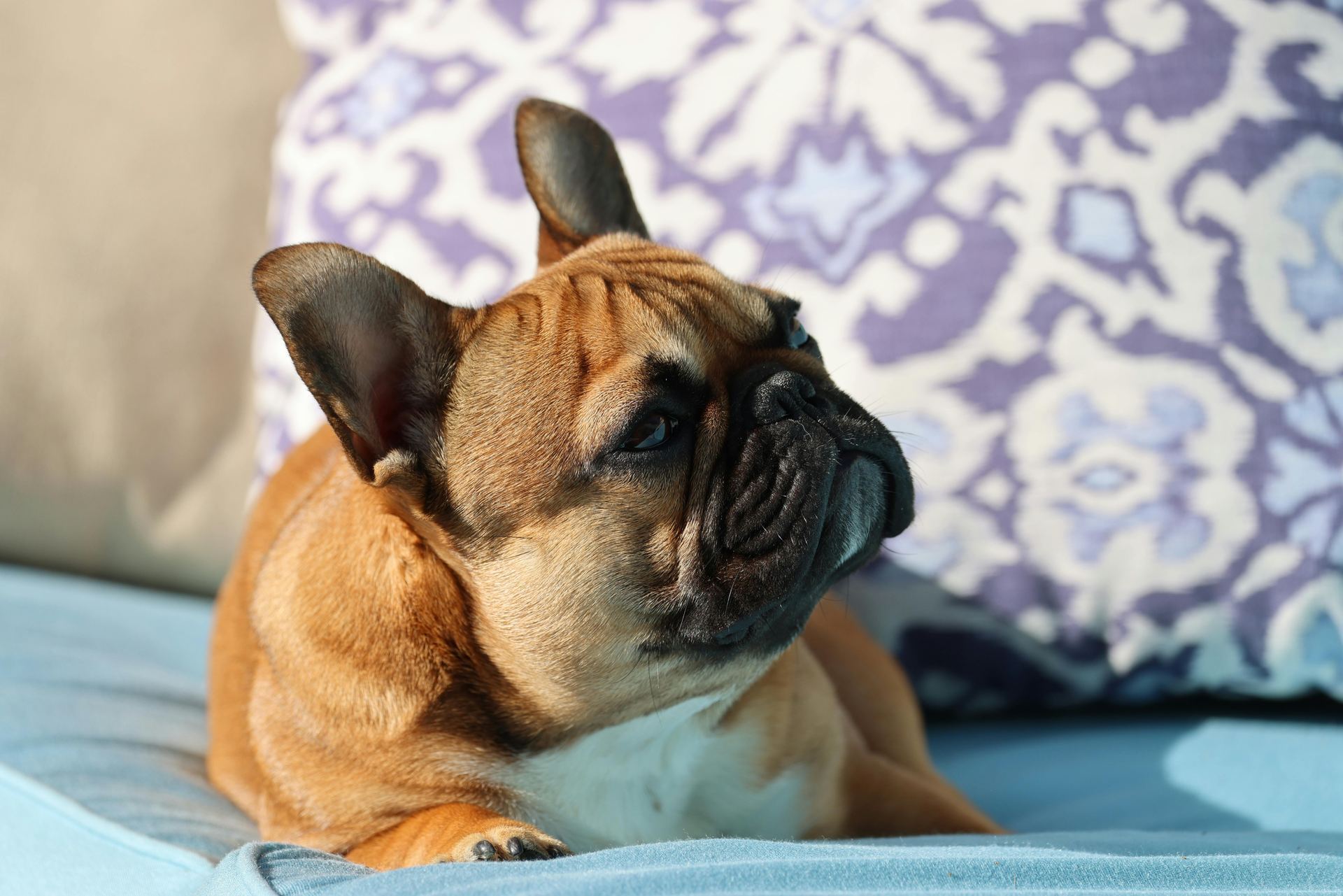 French Bulldog Puppy | Fawn available in Mohali