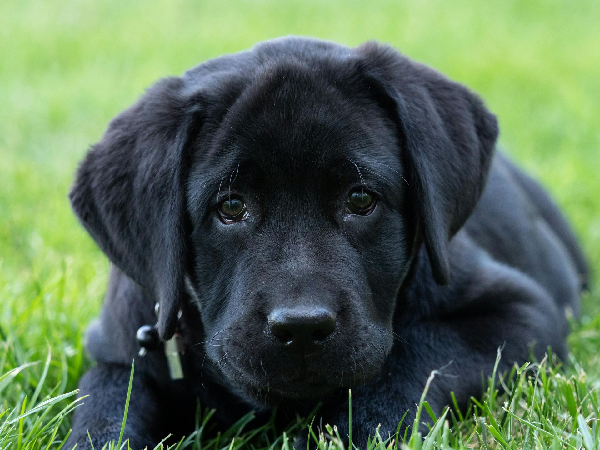 Labrador Retriever | Black available in Panchkula