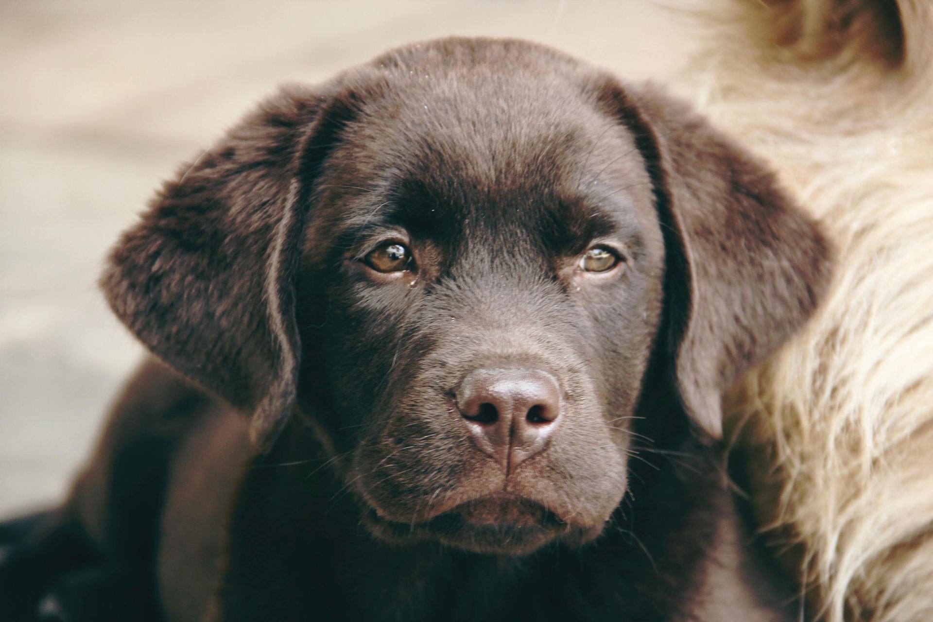 Labrador Retriever | Chocolate available in Mohali