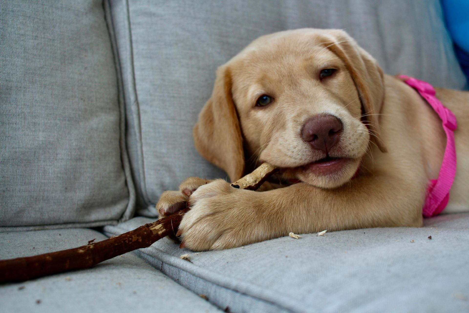 Labrador Retriever | Fawn available in Panchkula