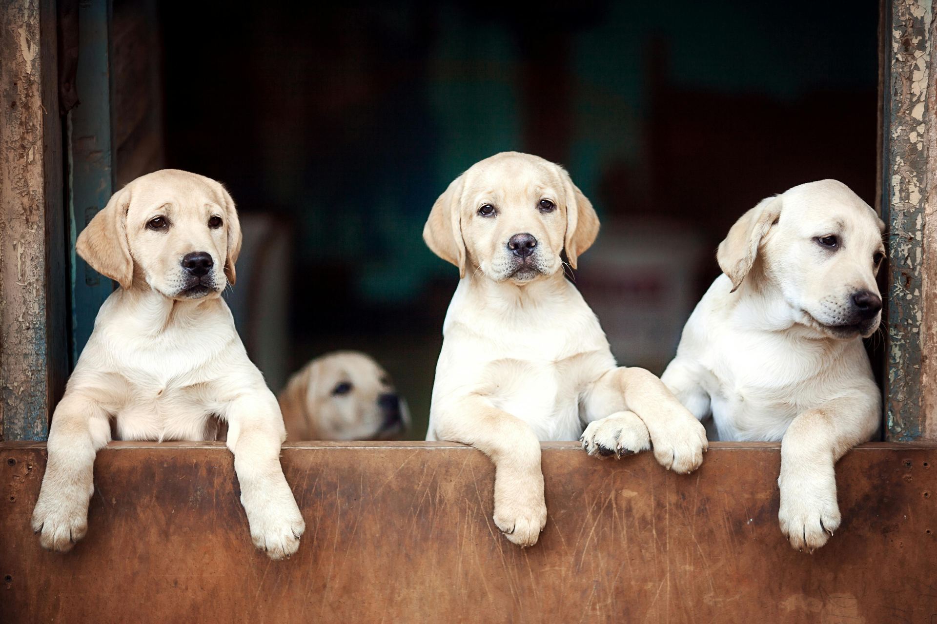 Labrador Retriever | White available in Chandigarh