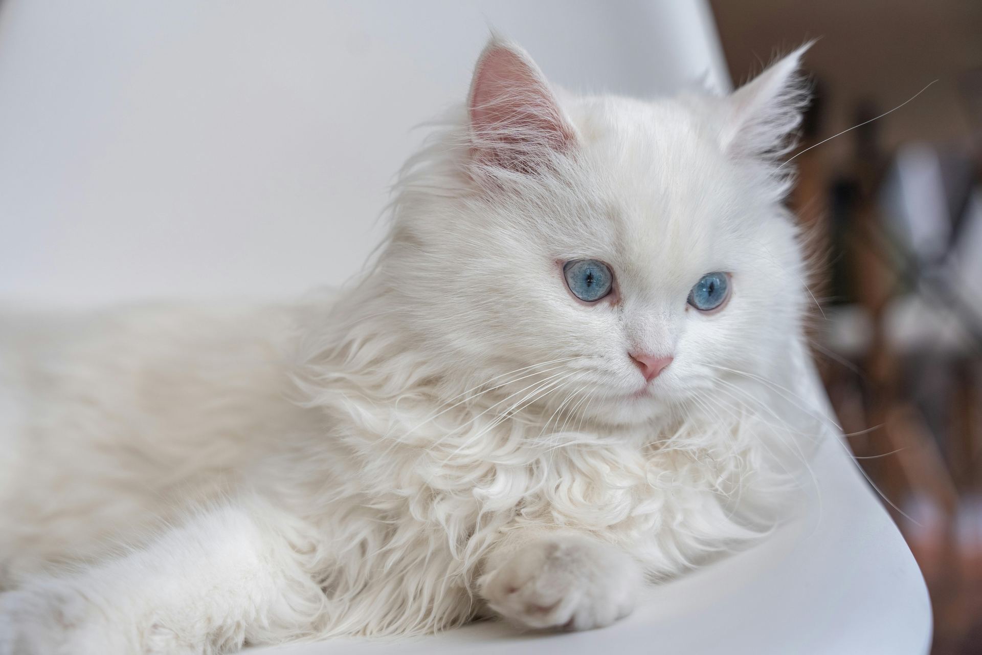 Persian Kitten (Doll Face)
