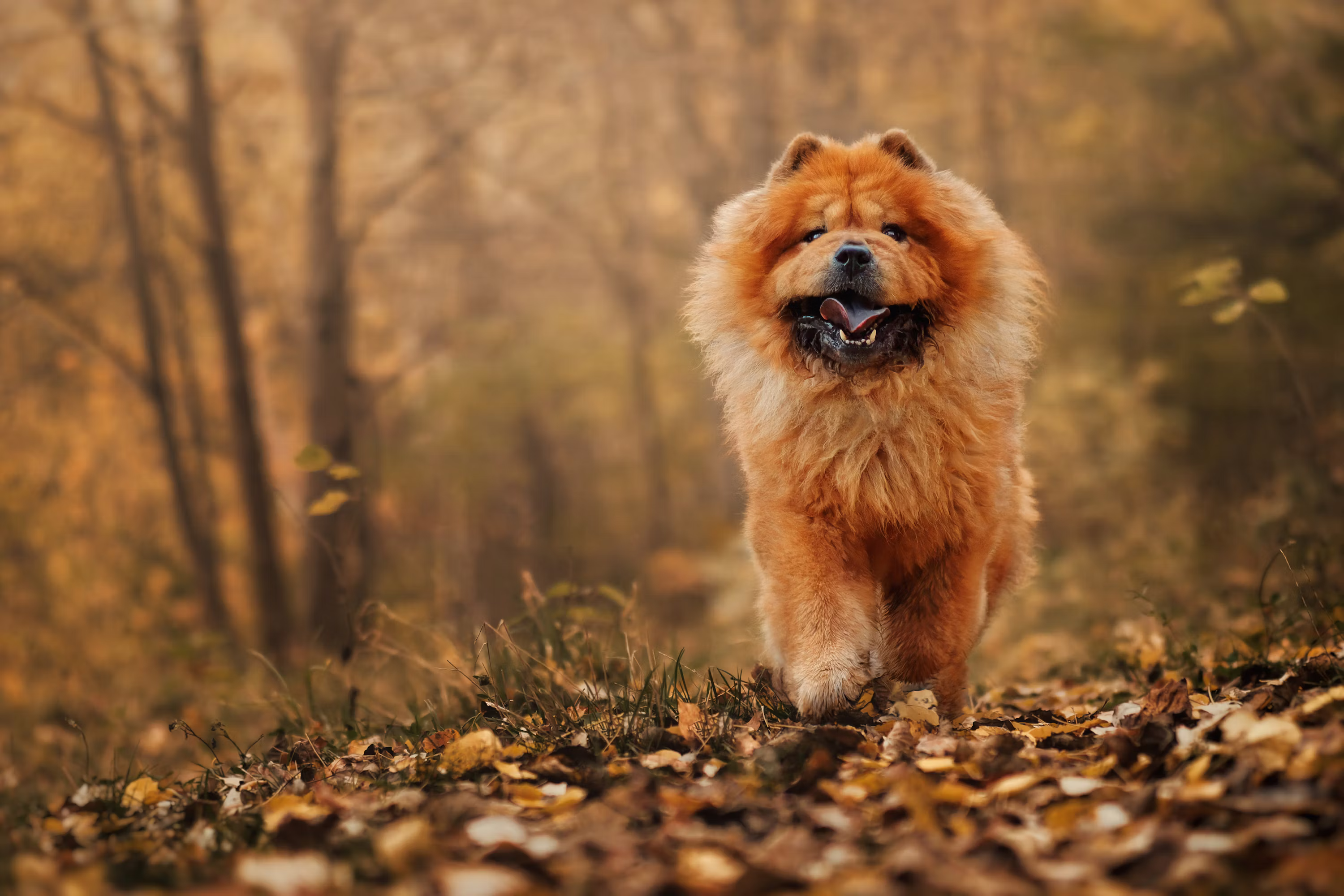 Chow Chow Puppy | Fawn Color