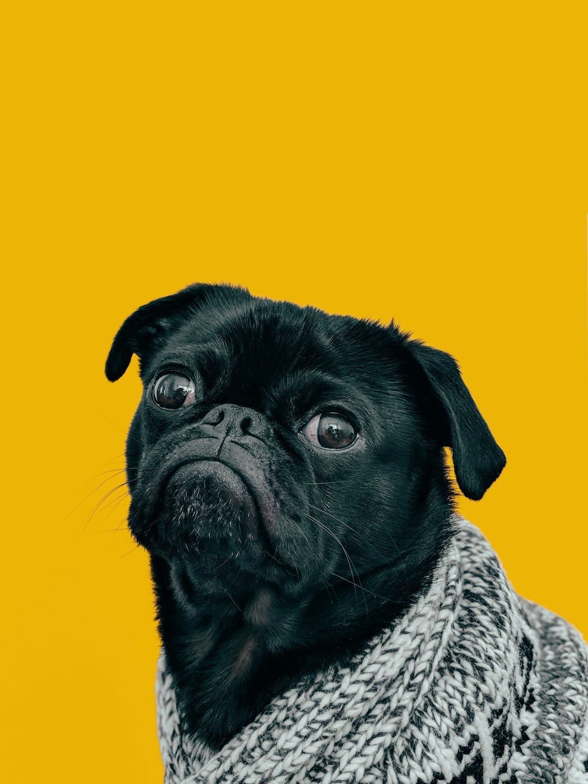 Pug Puppy | Black