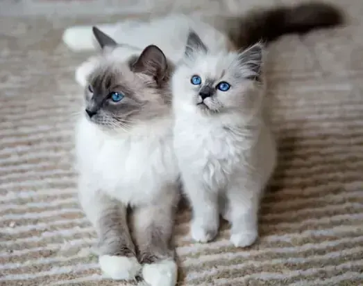 Ragdoll Kitten