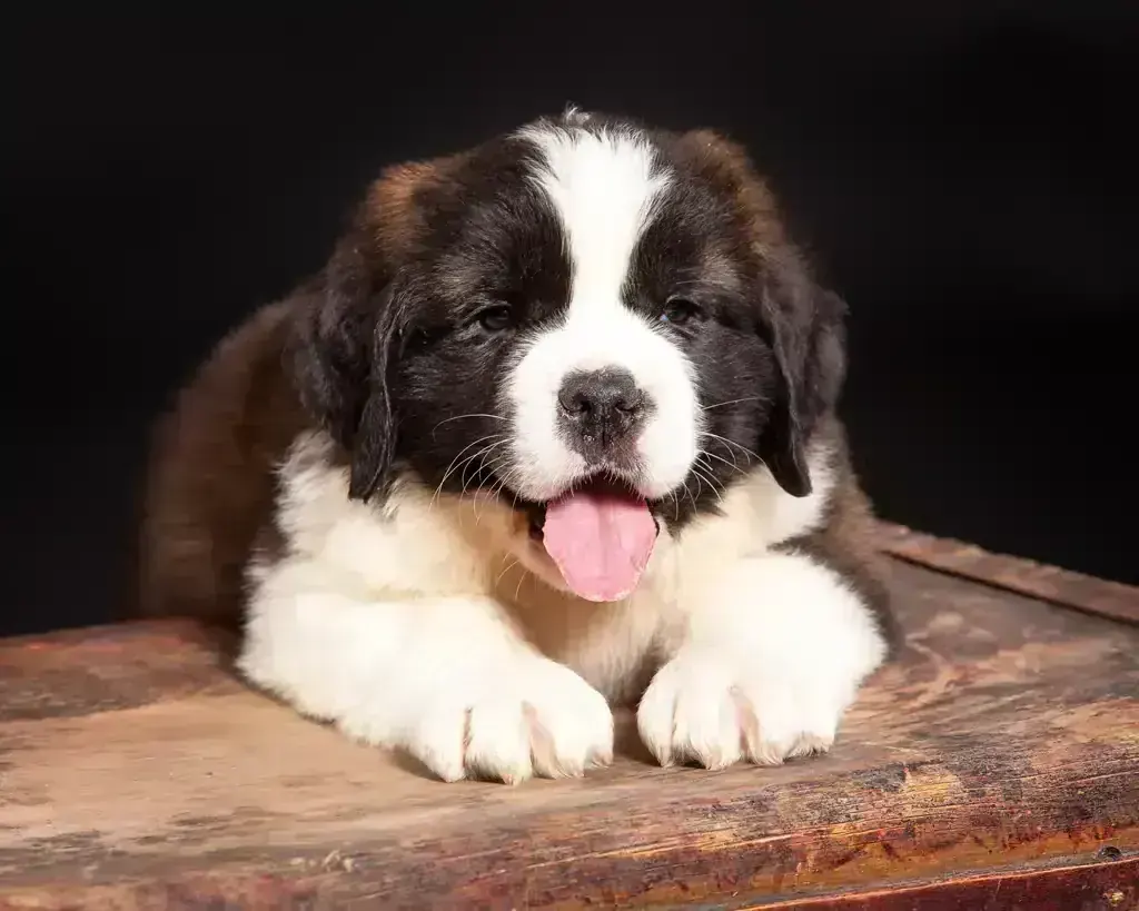 Saint Bernard Puppy available in Mohali