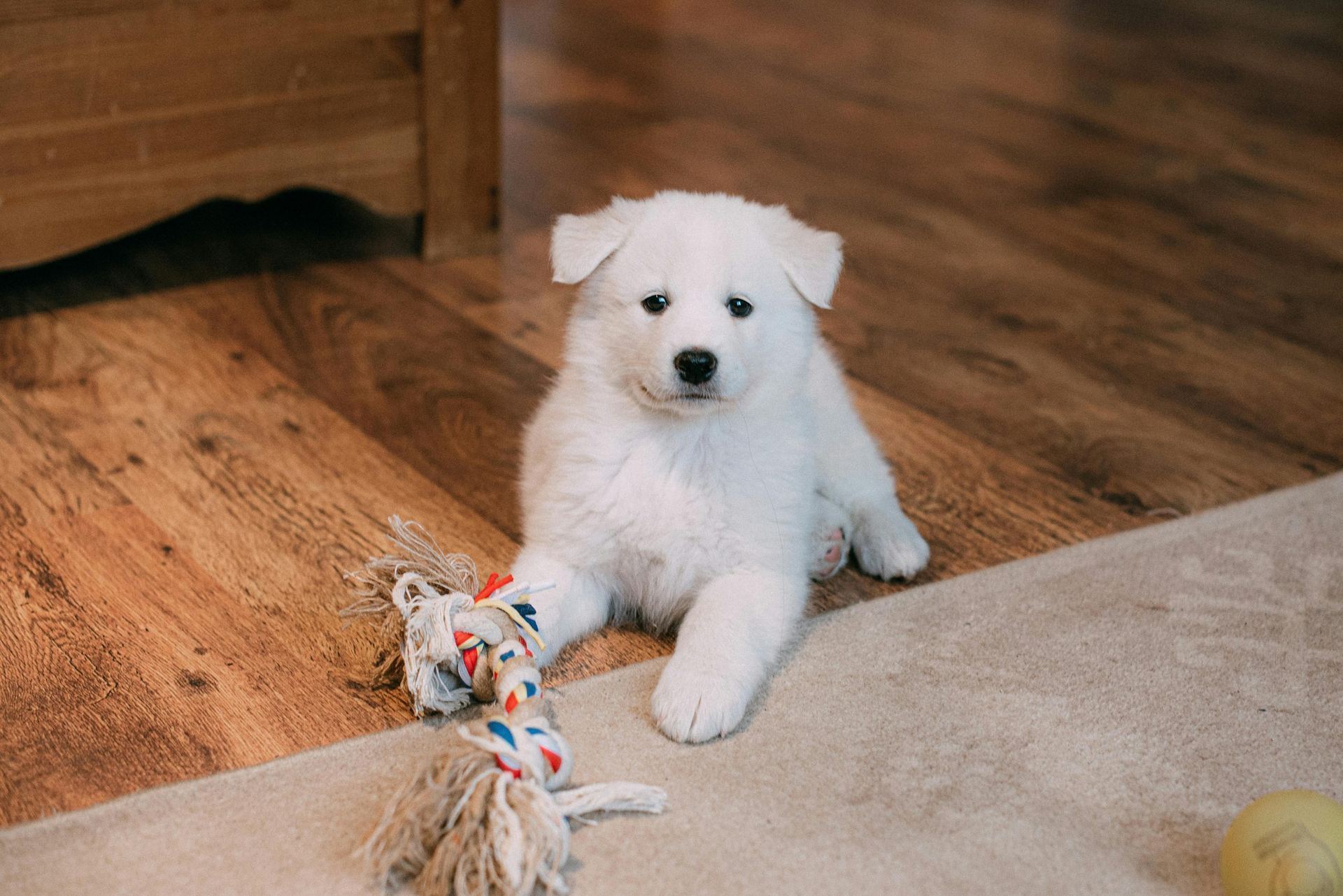 Samoyed Puppy | White available in Mohali