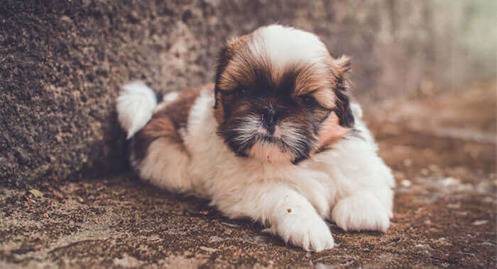 Shih Tzu Puppy Brown & White available in Mohali