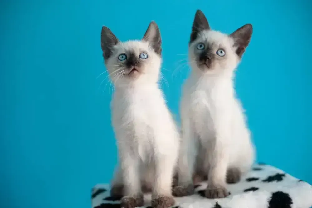 Siamese Kitten