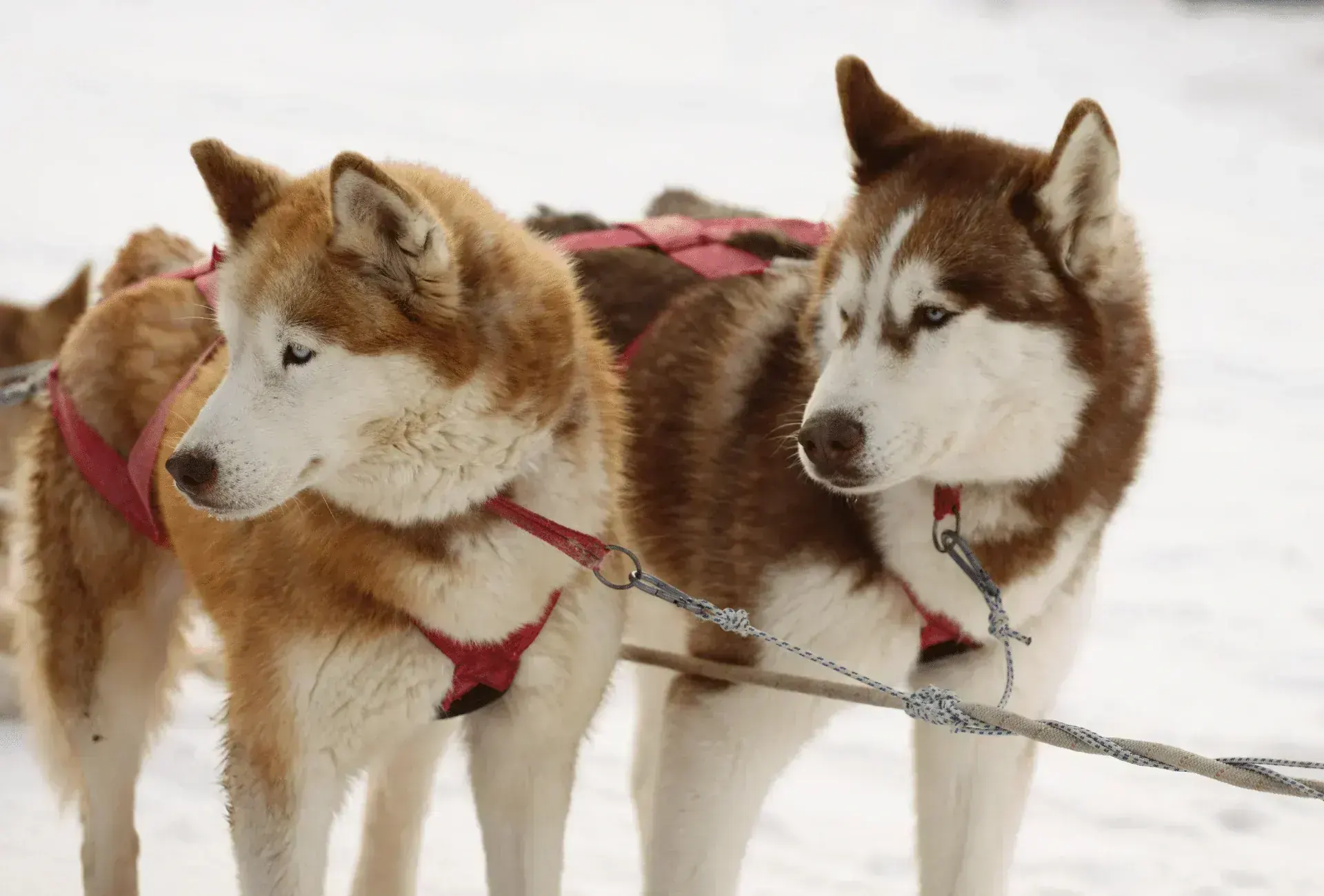 Siberian Husky Puppy | Copper & White Color available in Mohali
