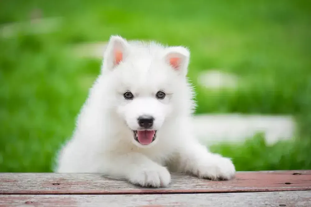 Siberian Husky Puppy | White Color available in Mohali