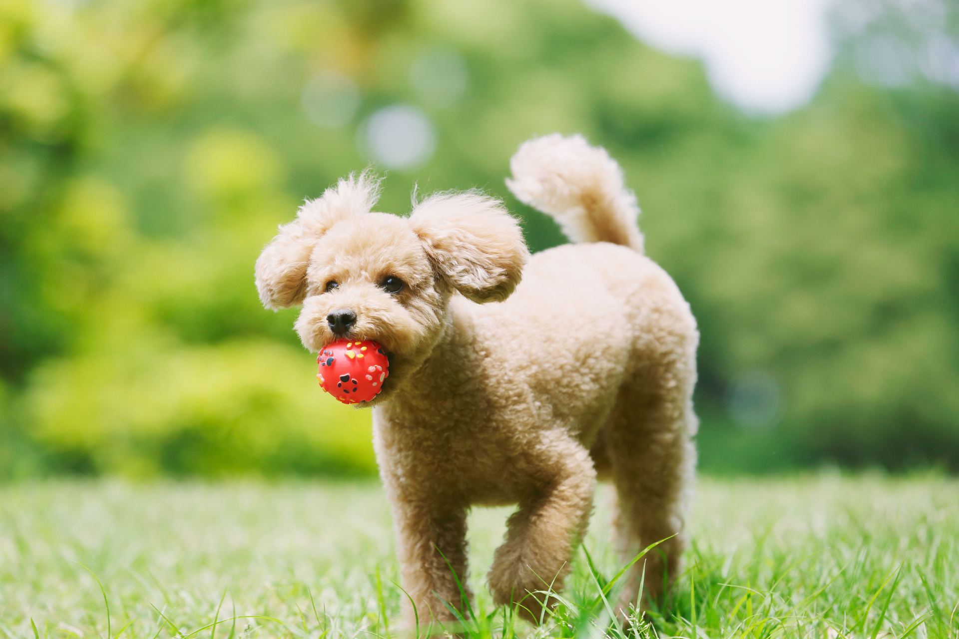 Standard Poodle Puppy available in Mohali
