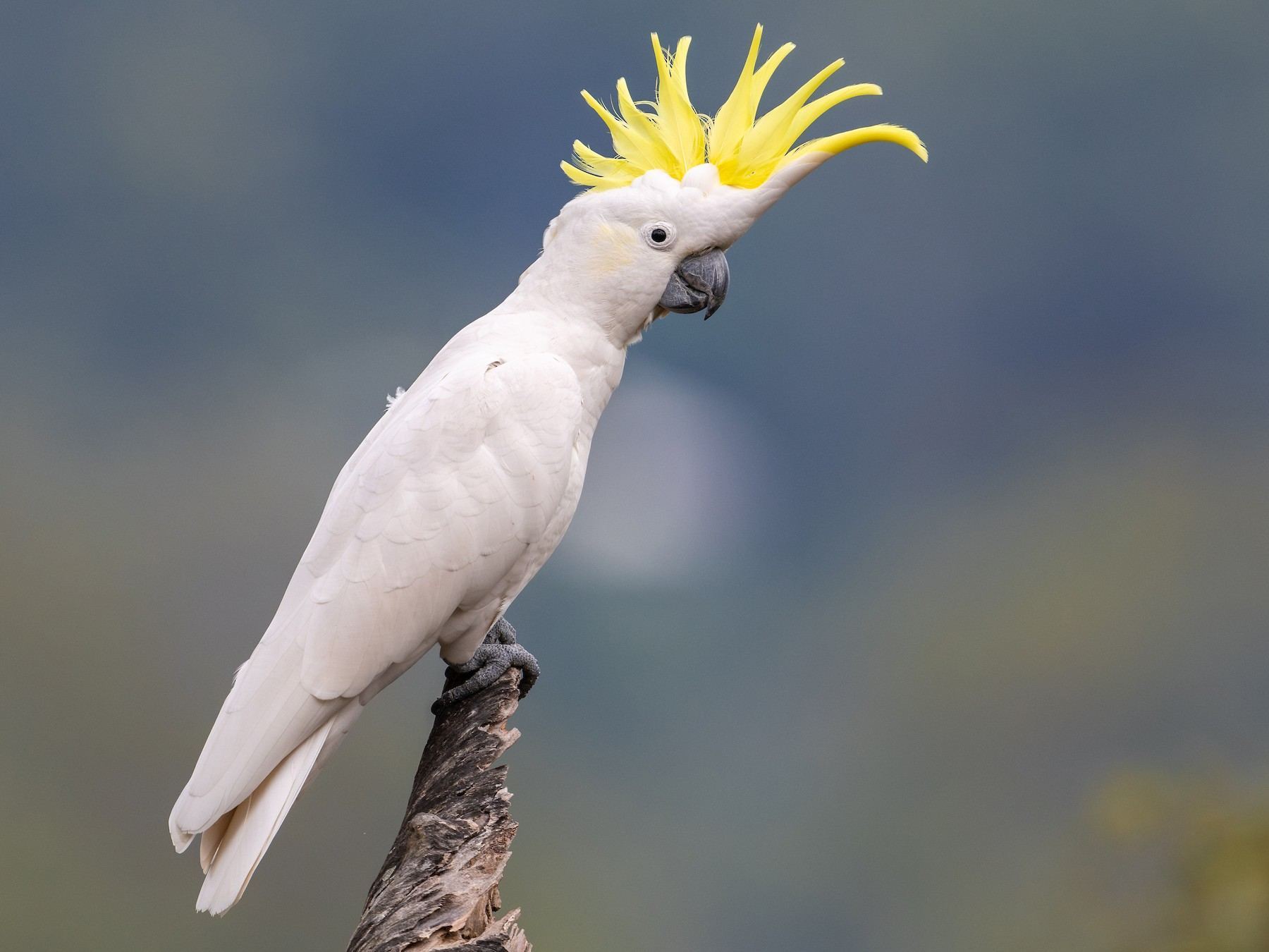 Sulphur Crested Cockatoo available in Mohali