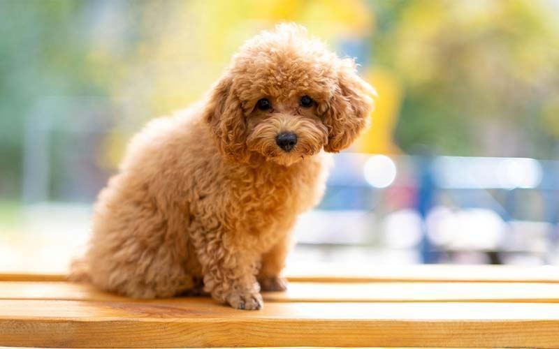 Toy Poodle Puppy available in Mohali