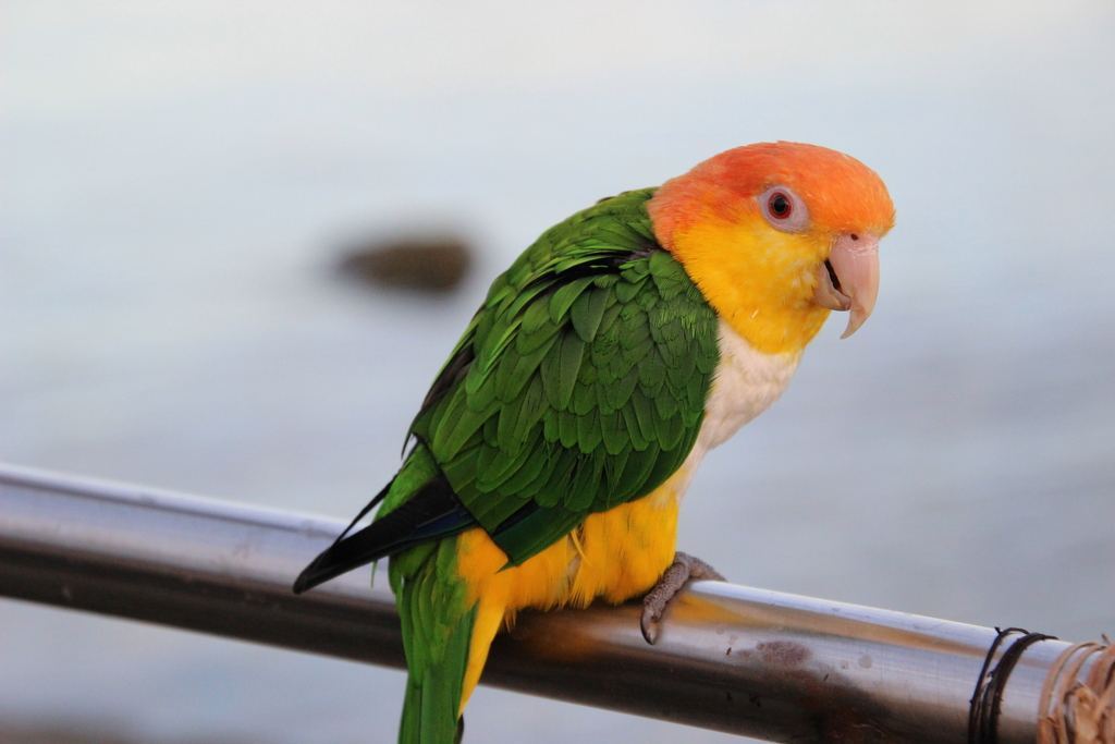 White Bellied Caique available in Mohali