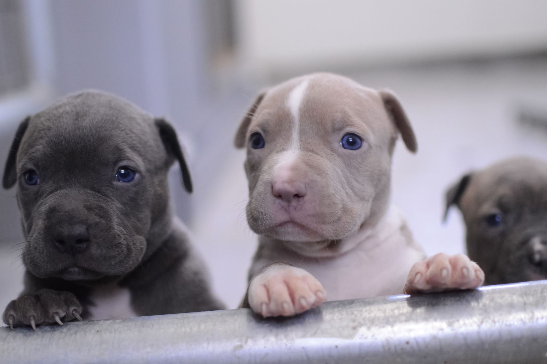 Pitbull Terrier Puppy available in Chandigarh