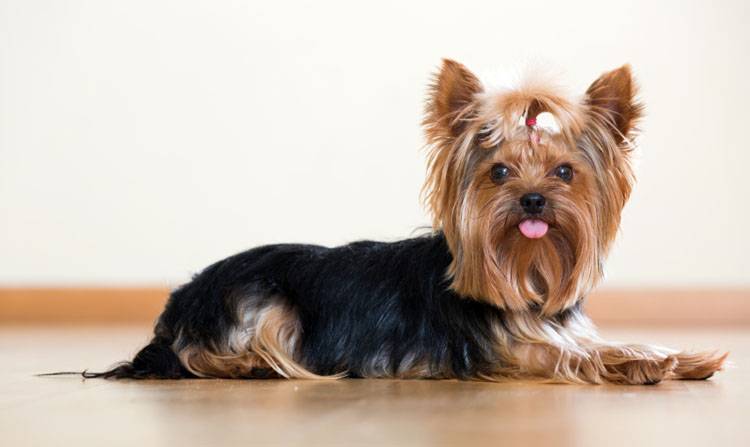 Yorkshire Terrier Puppy available in Mohali