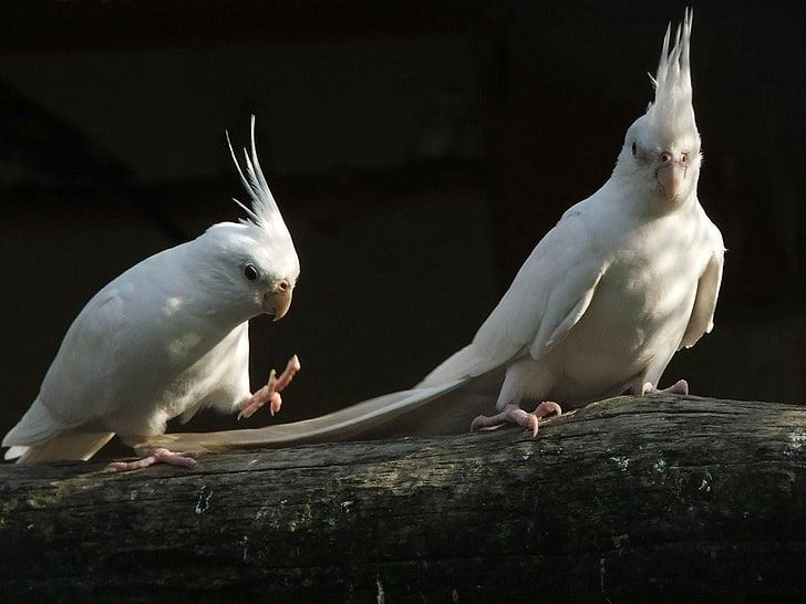 Cockatiel | Albino