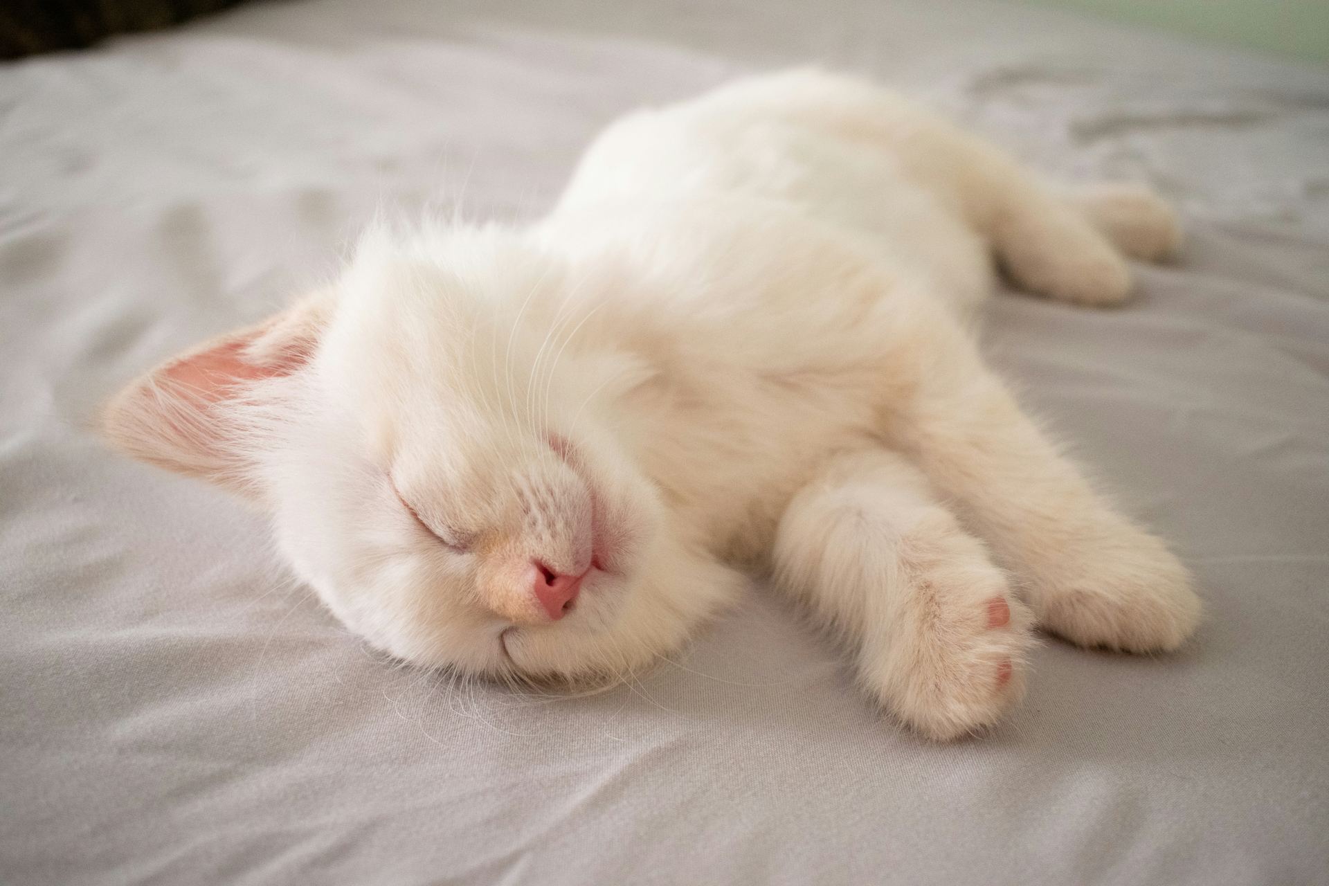 Ragdoll Kittens kitten available in Panchkula