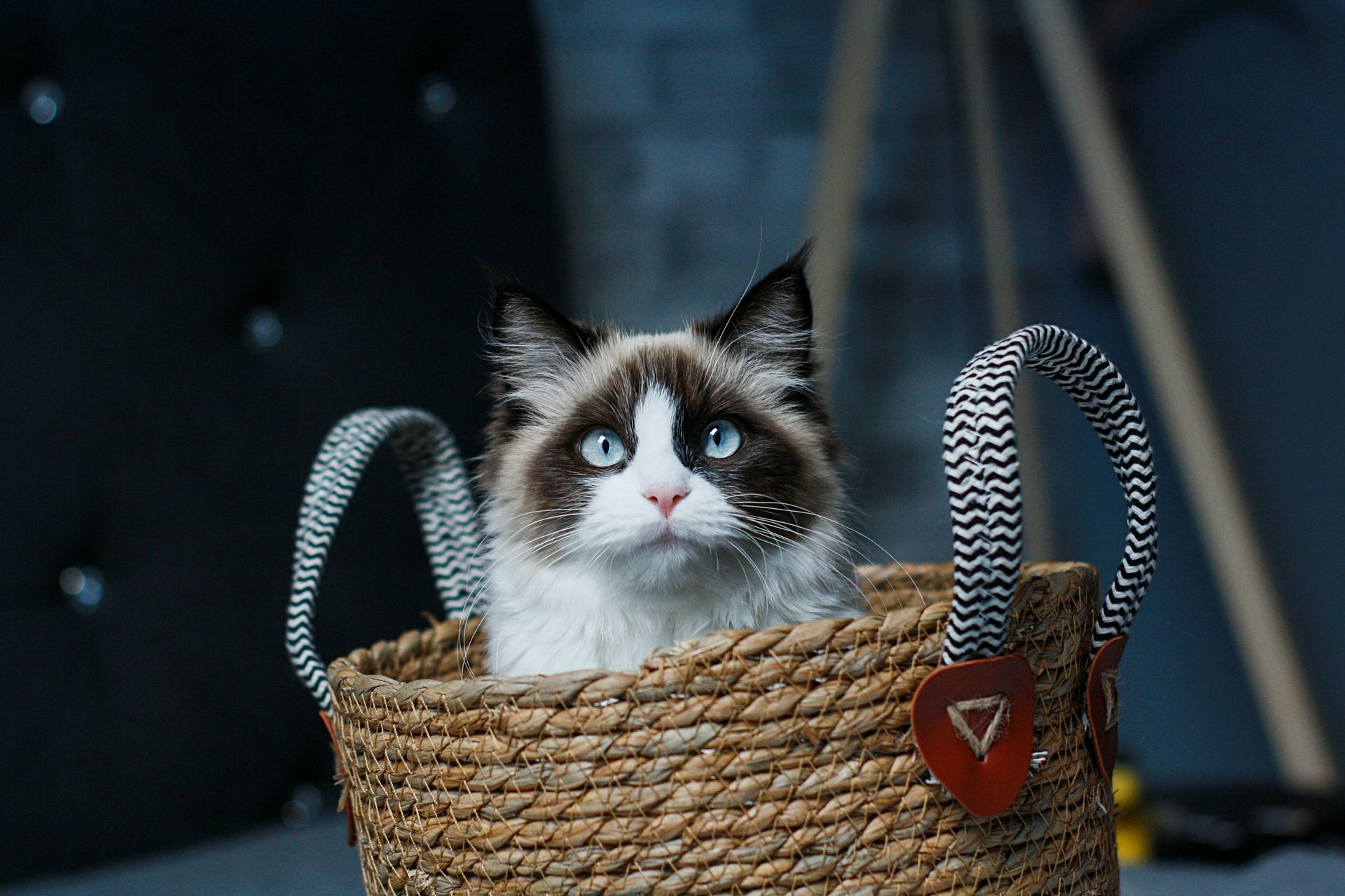 Ragdoll Kittens cat in Panchkula