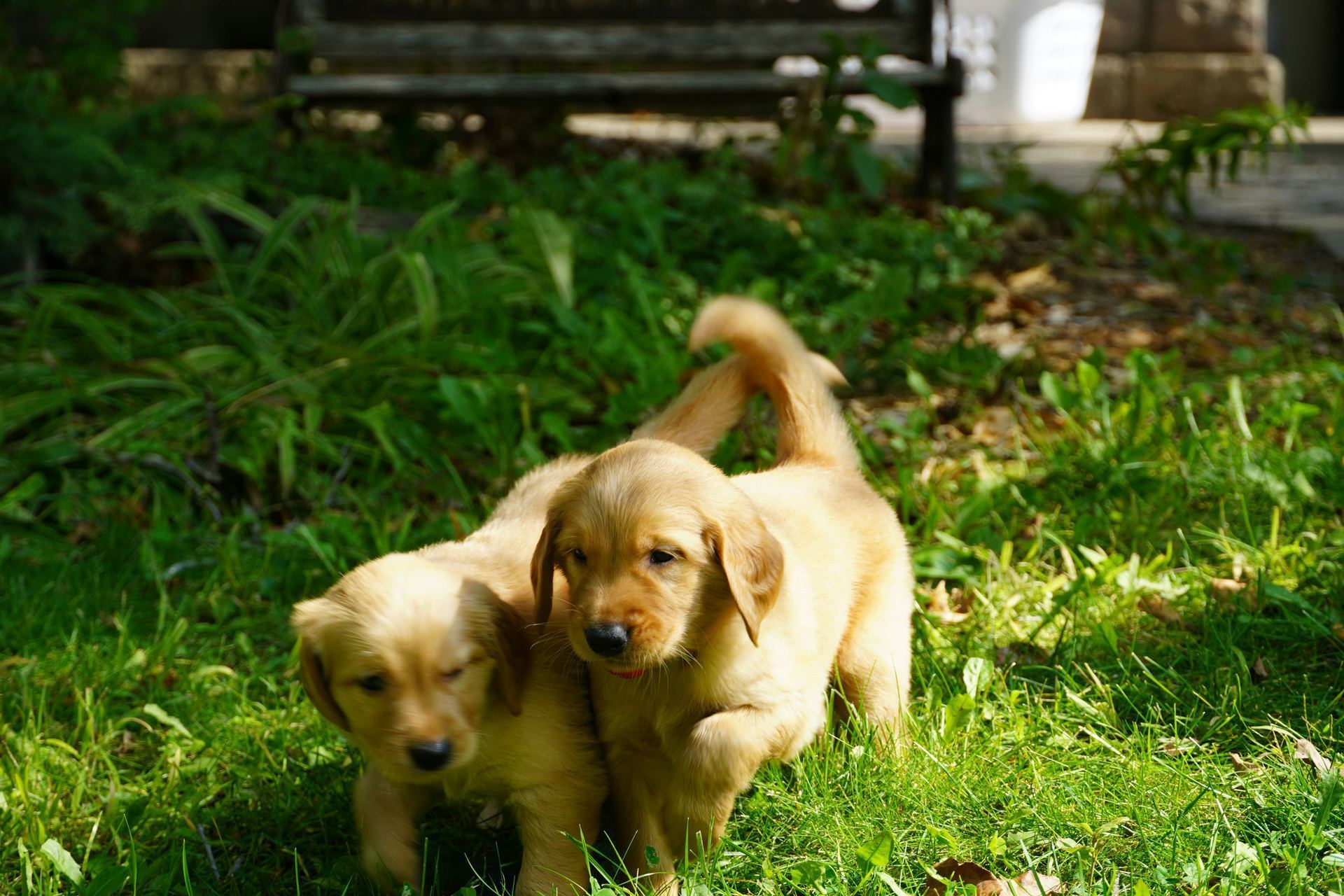 Golden Retriever puppy in Chandigarh