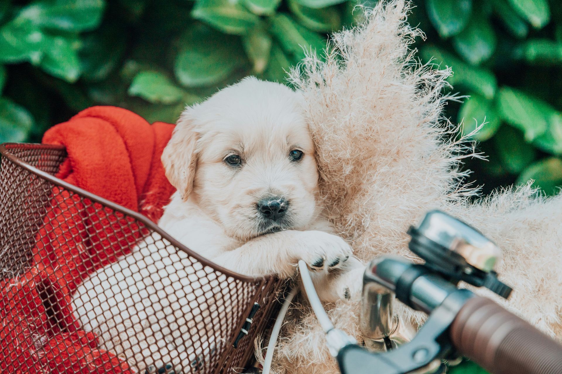 Golden Retriever available in Chandigarh