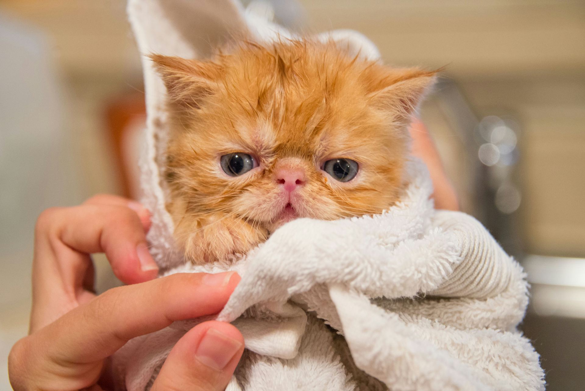 Persian Kitten (Punch Face) cat in Panchkula