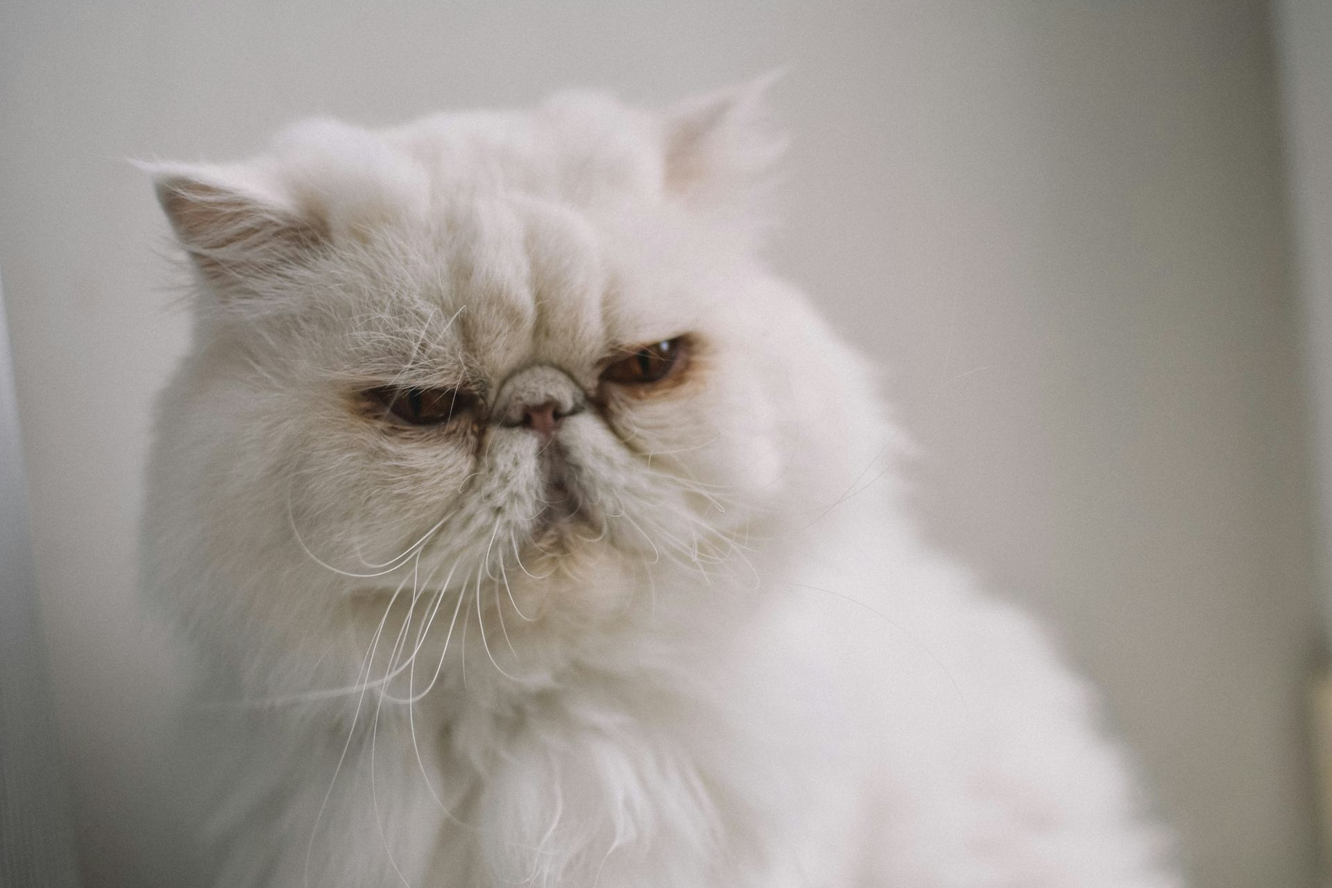 Buy Persian Kitten (Punch Face) in Panchkula
