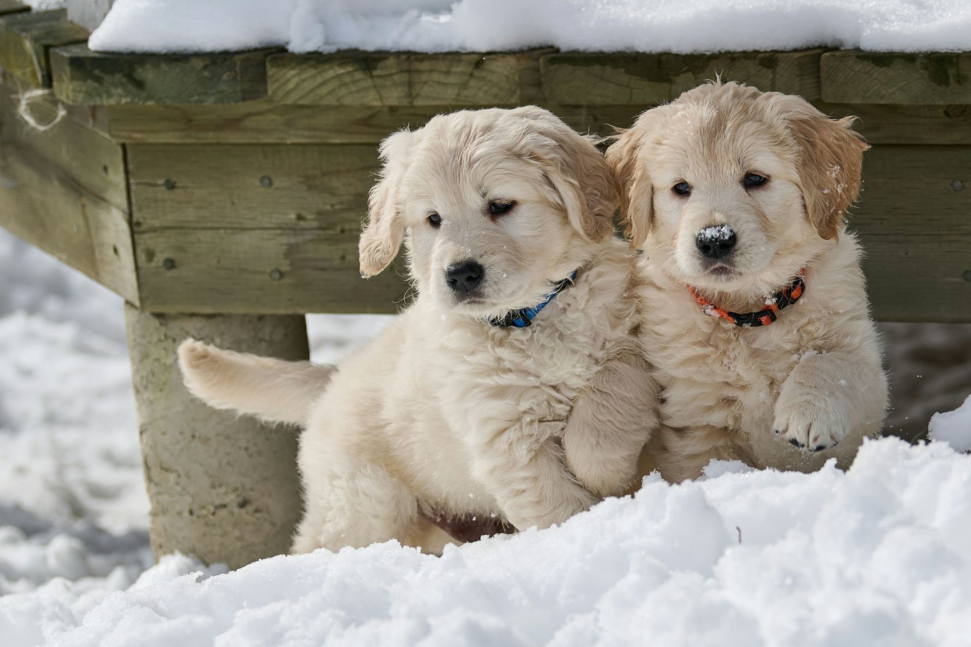 Golden Retriever dog in Chandigarh