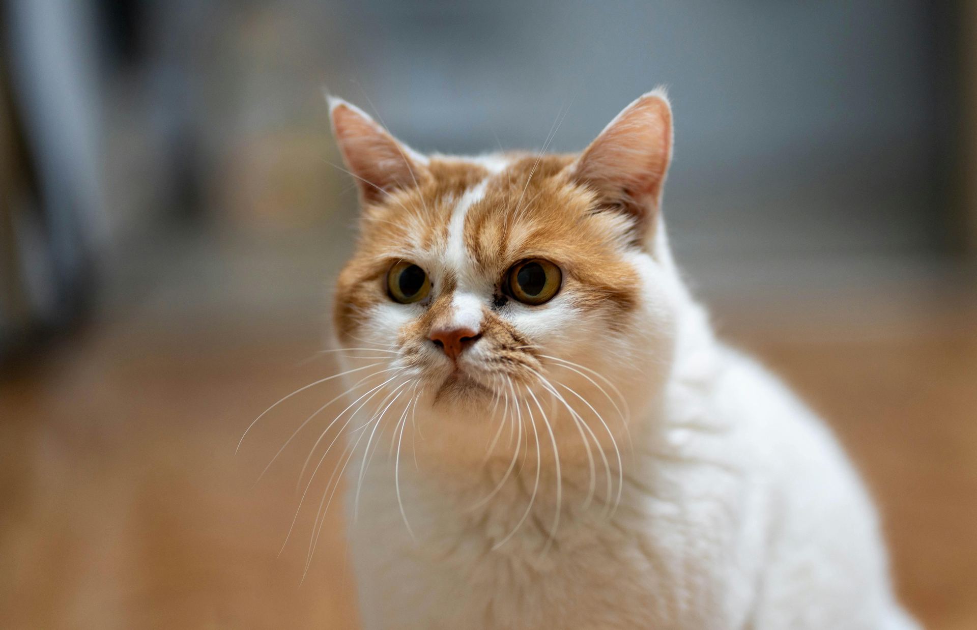 Exotic Short Hair Kittens cat in Panchkula