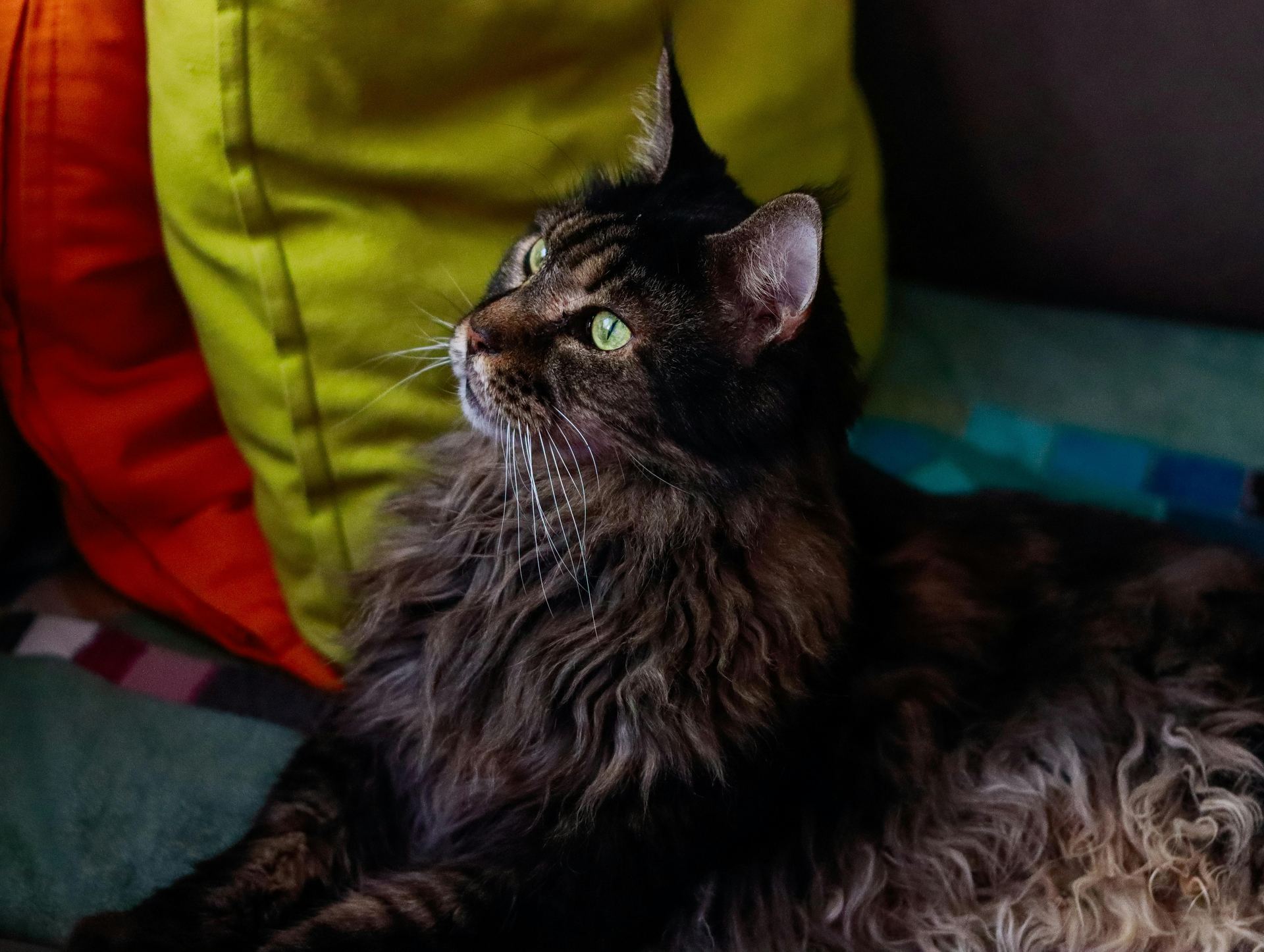 Buy Maine Coon Kitten in Chandigarh