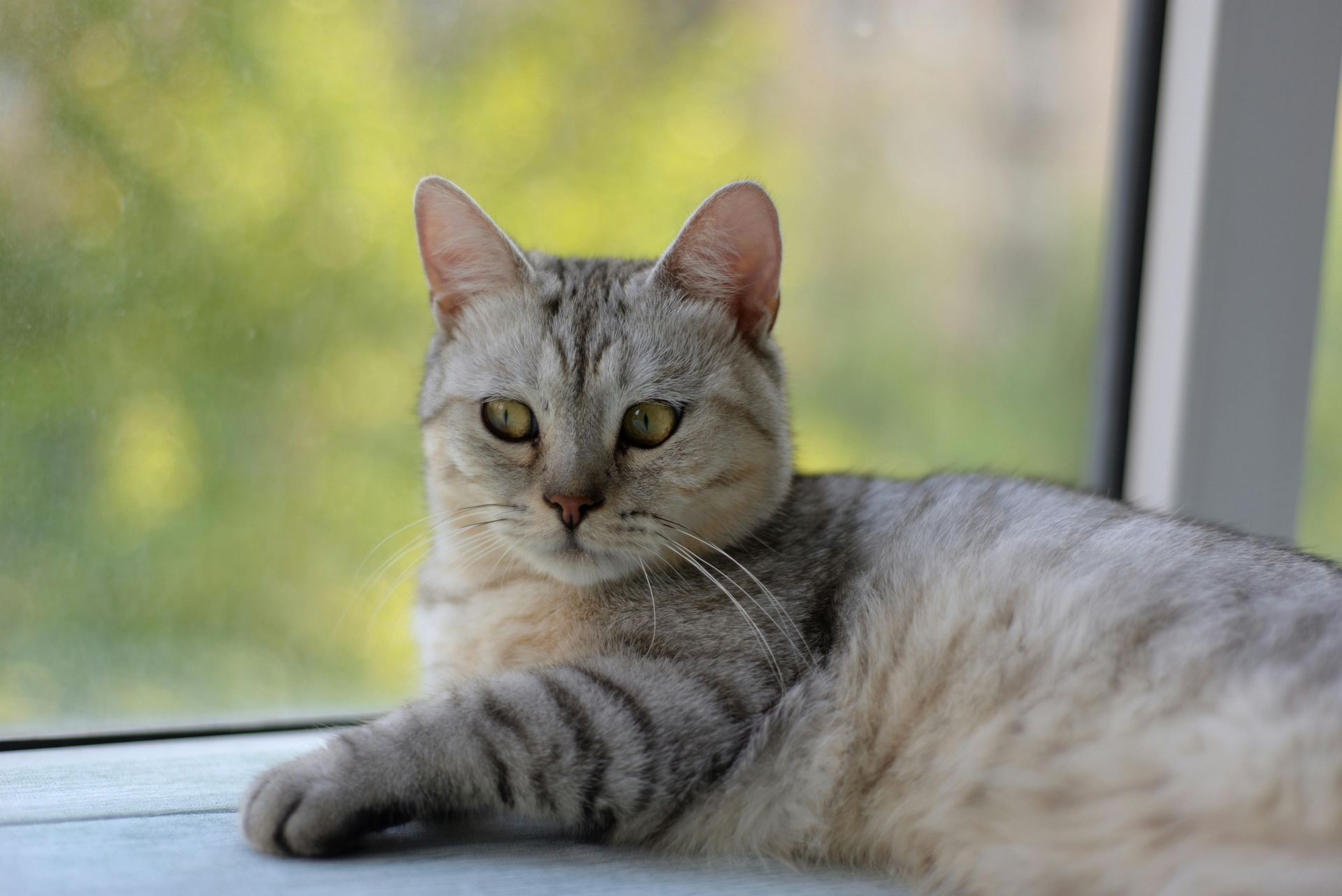 Buy American Short Hair Kitten in Chandigarh